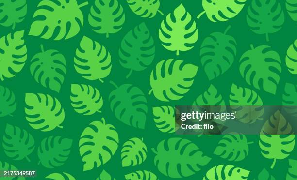 illustrazioni stock, clip art, cartoni animati e icone di tendenza di tropicale monstera swiss cheese plant senza soluzione di continuità ripetibile piastrellabile verde giungla sfondo - foresta pluviale
