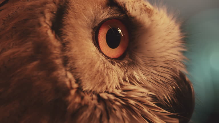 https://media.gettyimages.com/id/2175396018/video/a-close-up-of-a-eagle-owl.jpg?b=1&s=640x640&k=20&c=EUCQegpbKu2KneU5uo0H7-HygAfjDJggAlnWdGoEE14=