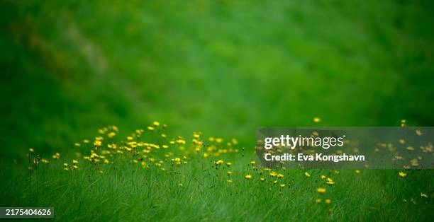 natures window is in harmony today - provincia de vestfold og telemark fotografías e imágenes de stock