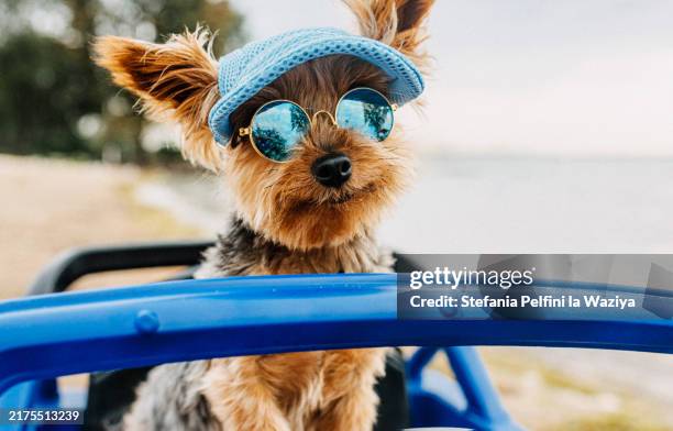 stylish small dog - abbigliamento per animali domestici foto e immagini stock