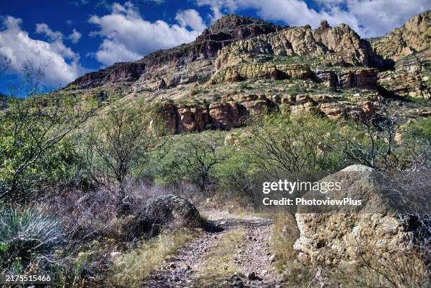 winter in the sonoran desert of arizona - tubac arizona stock pictures, royalty-free photos & images