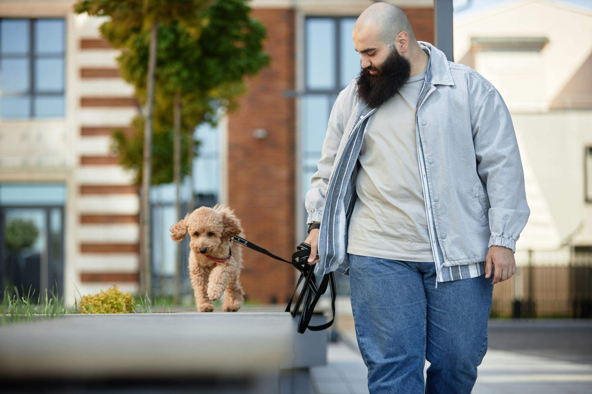 dog walking city