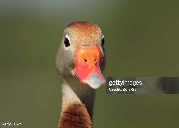 headshot of a black-bellied whistling duck, front view - exotic ducks stock pictures, royalty-free photos & images