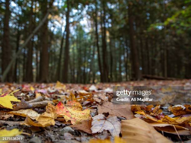 Ohio State Fall 399 Falls Of The Ohio State Park Stock Photos, High-Res Pictures, and ...