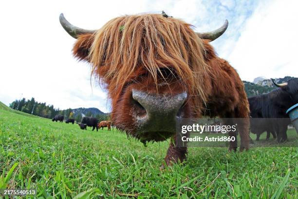 How to Choose the Right Mini Highland Cattle for Your Ranch