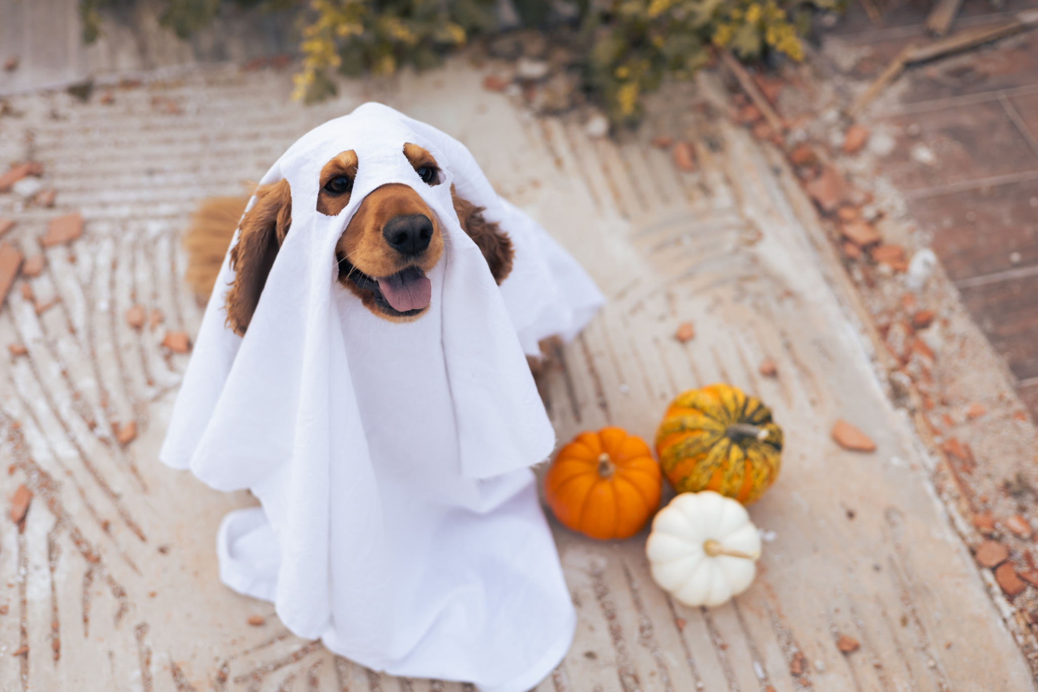 comfortable costume