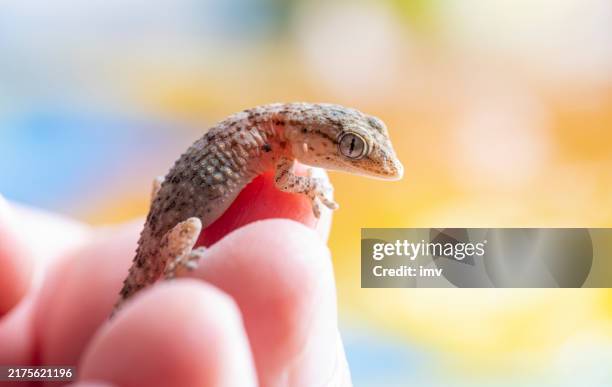 tiny gecko on human nand - tarentola mauritanica - gecko stock pictures, royalty-free photos & images