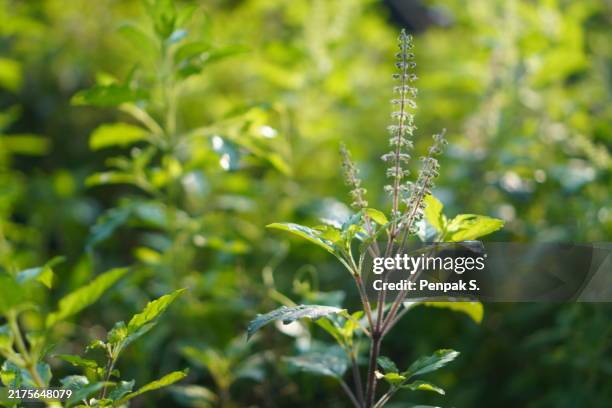 Basily 1,764 Holy Basil Plant Stock Photos, High-Res Pictures, and Images ...