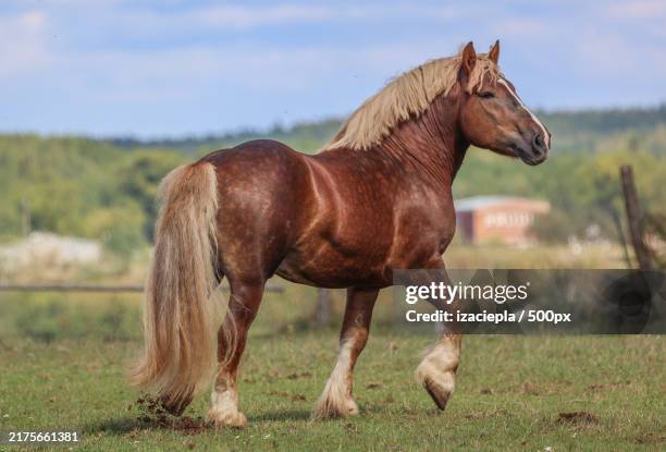 portrait of a thoroughbred horse - veulen stockfoto's en -beelden