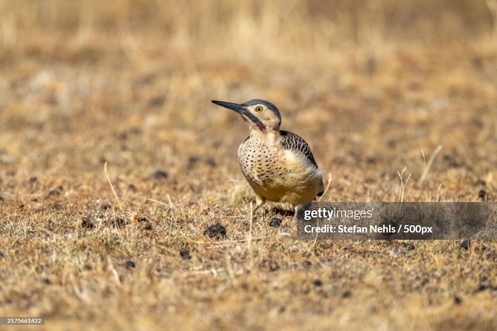 Close-up of bird on field