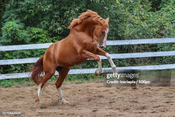 full length of thoroughbred arabian filly running on field - veulen stockfoto's en -beelden