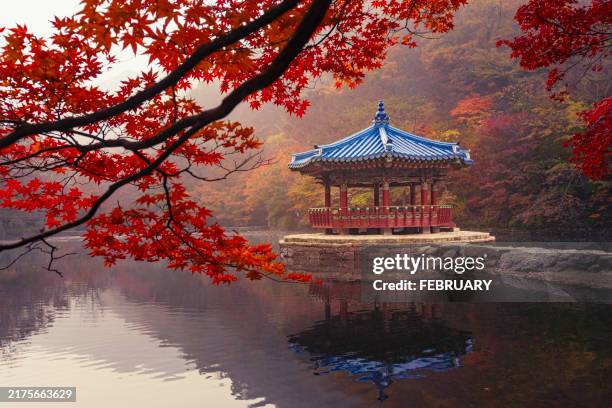 red ancient pavilion and red maple trees - séoul photos et images de collection