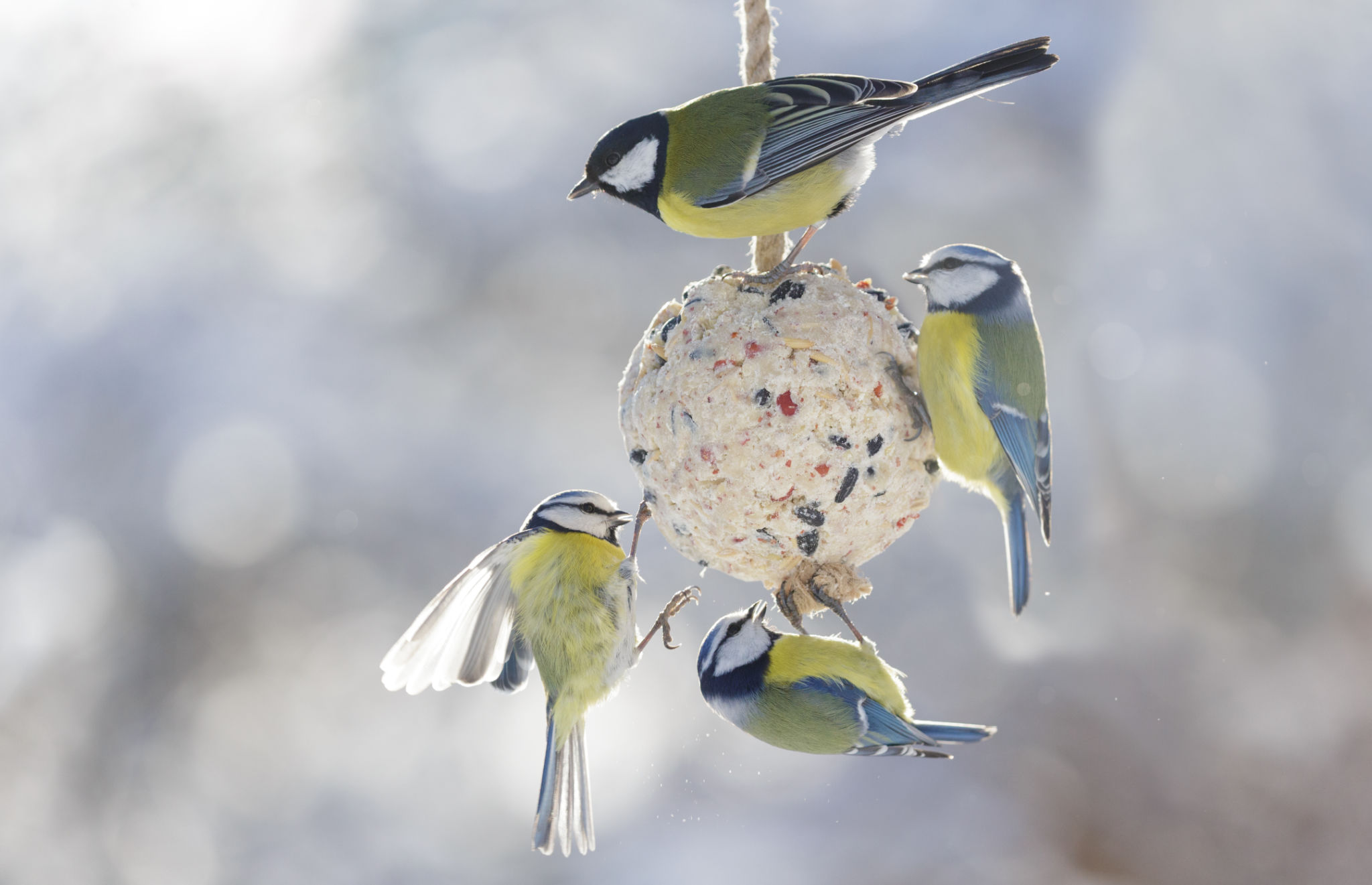 winter pet care