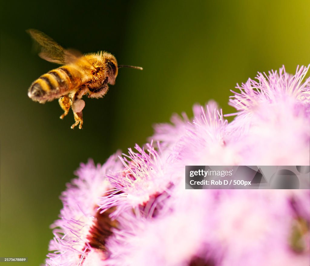 Close-up of bee pollinating on flower,Australia