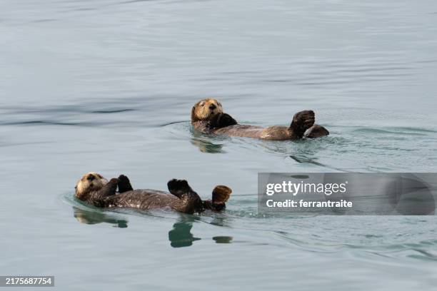 sea otters in alaska - floating on water stock pictures, royalty-free photos & images