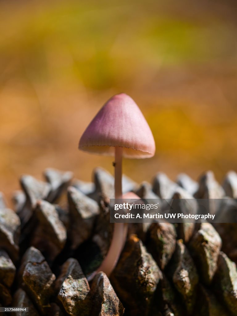 Pine cone mushroom - Wild mushrooms growing in the forest. Mushroom (fungi) family Mycena seynii