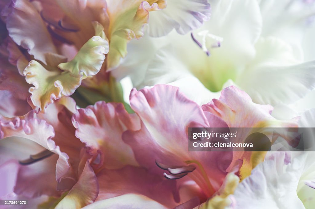 Gladiolus macro