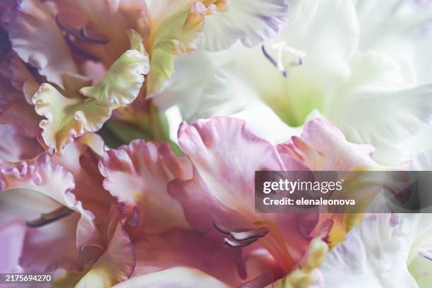 gladiolus macro - art nature stock pictures, royalty-free photos & images