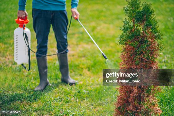 man spraying his sick plant with organic fertilizer - lawn fertilizer stock pictures, royalty-free photos & images