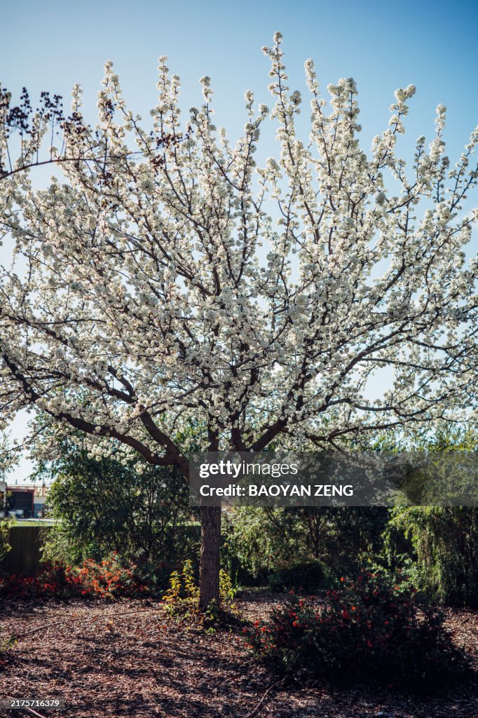Full lenght of Flowering pear tree (Pyrus communis) in the garden
