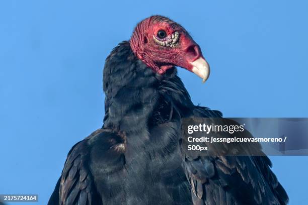 close-up of cathartes aura against clear sky - turkey vulture stock pictures, royalty-free photos & images