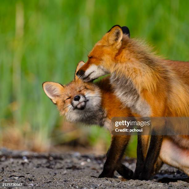 zorro rojo en la naturaleza, madre y cachorro besándose - biodiversidad fotografías e imágenes de stock
