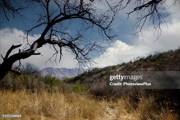 winter in the sonoran desert of arizona - tubac arizona stock pictures, royalty-free photos & images