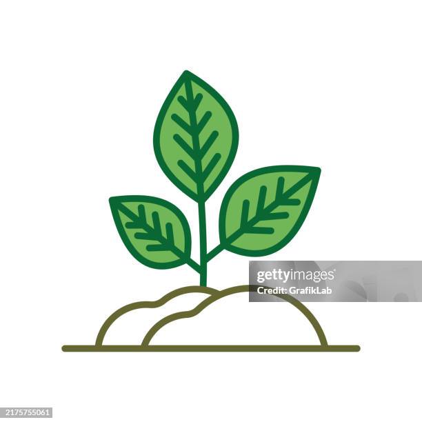 sprouting plant illustration in soil - stages of plant growth stock illustrations