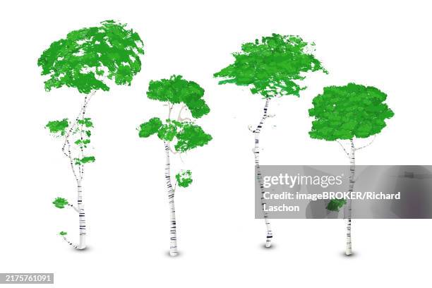 birch trees set, isolated vector over white background - bark pattern stock illustrations