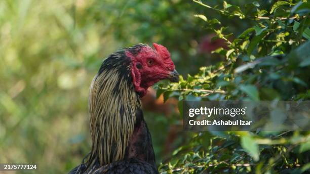 majestic rooster standing proud - young black cocks stock pictures, royalty-free photos & images