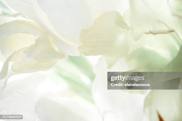 macro de los gladiolo - en flor fotografías e imágenes de stock