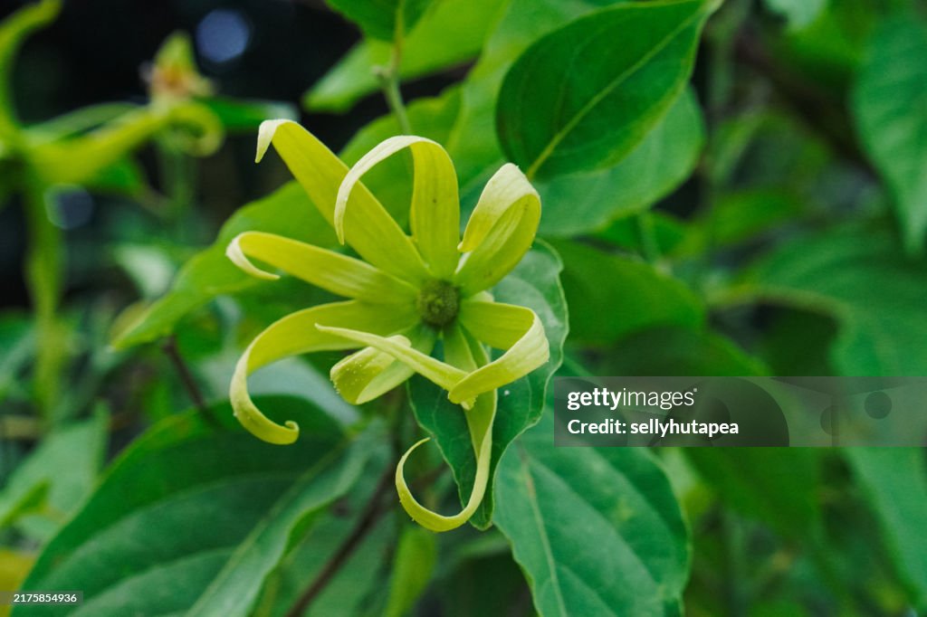 Ylang Ylang (Cananga odorata)