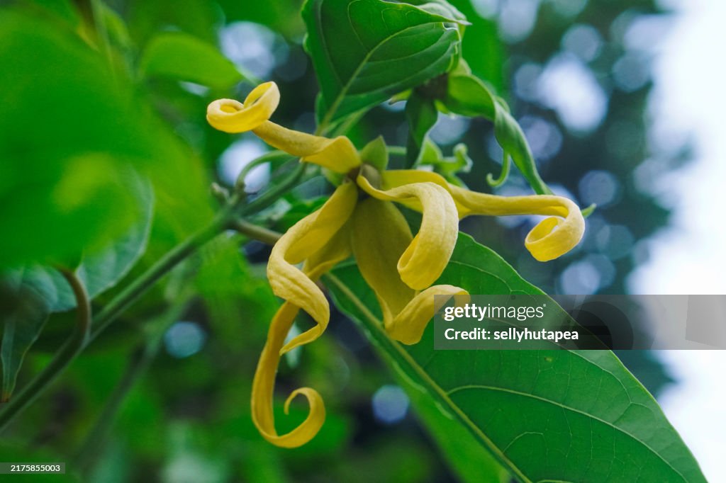 Ylang Ylang (Cananga odorata)
