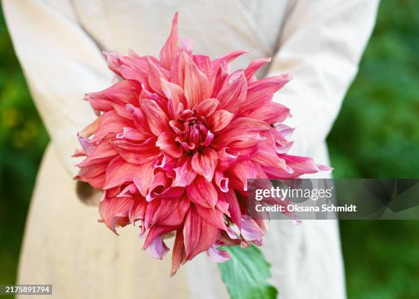 girl's hands holding a huge red, pink decorative dahlia "penhill watermelon" flower - dahlia anemone stock pictures, royalty-free photos & images