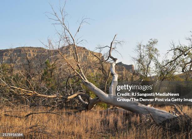Tamarisk Tree Invasive 171 Tamarisk Tree Stock Photos, High-Res Pictures, and Images - Getty ...