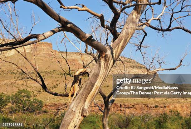 Tamarisk Tree Invasive 173 Tamarisk Tree Stock Photos, High-Res Pictures, and Images - Getty ...