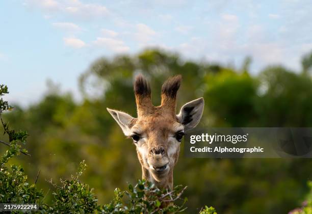 netzgiraffe in einem südafrikanischen wildreservat. - südafrika tiere stock-fotos und bilder