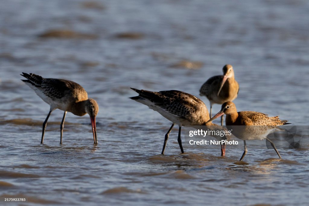 Bird Life On The Banks Of The Tejo River In Lisbon