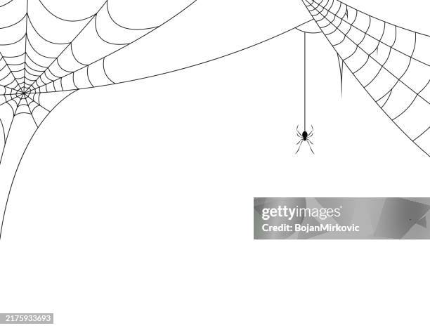 stockillustraties, clipart, cartoons en iconen met halloween spider web background, card, banner. vector - spinnenweb