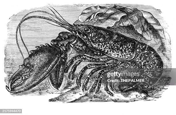 lobster woodcut engraving 1842 - lobster fishing stock illustrations