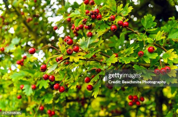306 Hawthorn Hedgerow Stock Photos, High-Res Pictures, and Images