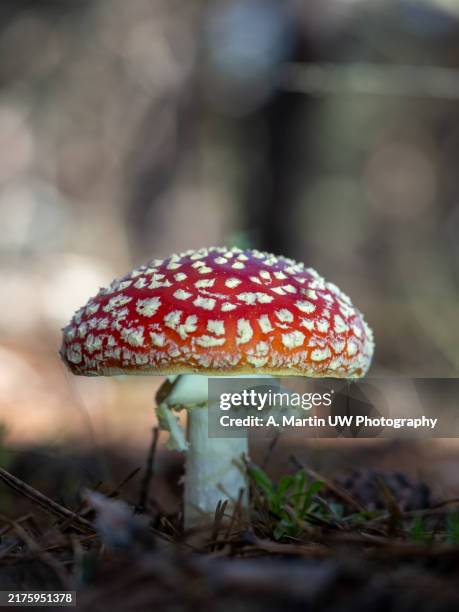 256 Lucky Mushroom Stock Photos and High-Res Images - Getty Images