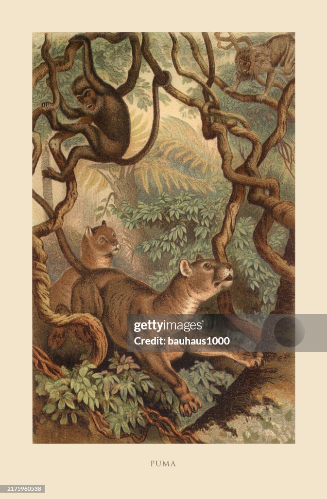 Antique American Engraving, Puma, Mammals: Natural History, 1885