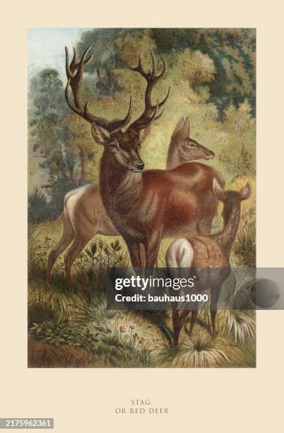 antique american engraving, stag, or red deer, mammals: natural history, 1885 - deer stock illustrations