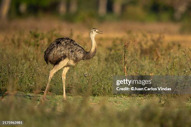 Rheans Rhea 2,624 Rheas Stock Photos, High-Res Pictures, and Images - Getty Images