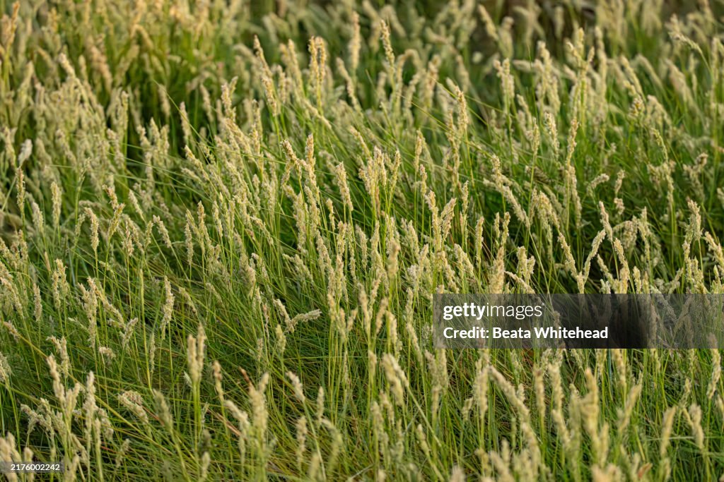 Dense Growth of Saltmarsh Cordgrass in Chesapeake Bay