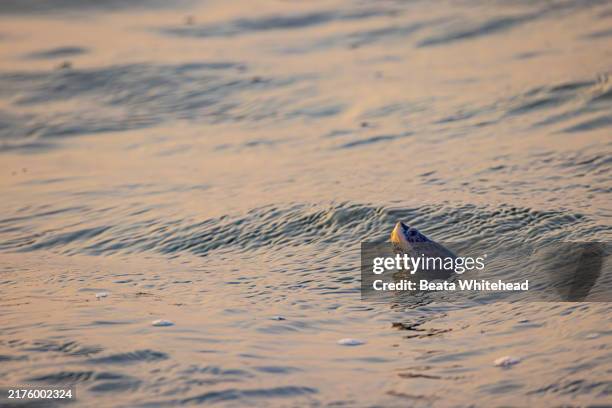 diamondback terrapin surfacing in chesapeake bay - high tide stock pictures, royalty-free photos & images