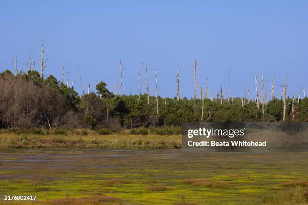marshland and standing snags at chincoteague national wildlife refuge - acid rain stock pictures, royalty-free photos & images