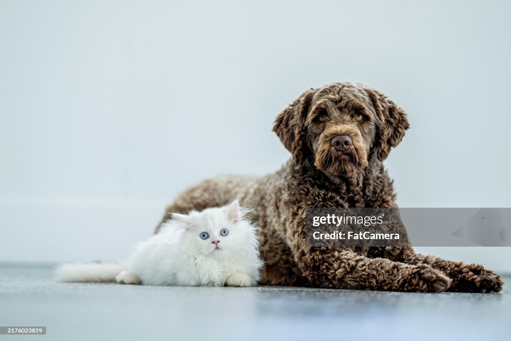 Best Friends