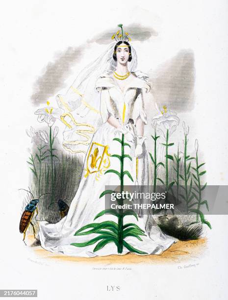 fleur-de-lis lilium - stunning hand-colored plate from "les fleurs animees by j.j.grandville 1867 - white lily illustration stock illustrations